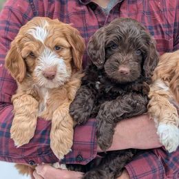 Australian Labradoodle Puppies from Paws Beyond The Pines