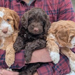 Australian Labradoodle Puppies from Paws Beyond The Pines