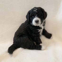 Bernedoodle Puppies from Lovable Bernedoodles