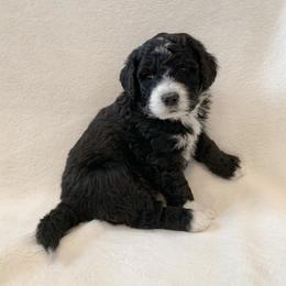 Bernedoodle Puppies from Lovable Bernedoodles