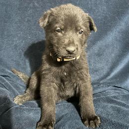 Trooper - Black male German Shepherd puppy in Milan, Illinois from Stonewick German Shepherds