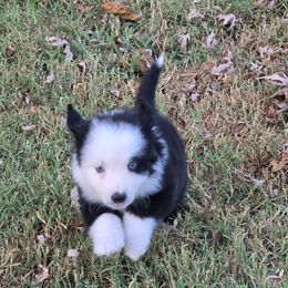 Fang (free delivery to east tx, Louisiana, south Mississippi) - Black & white male Miniature American Shepherd puppy in Noble, Oklahoma from Roserock Aussies
