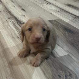Milo - Fawn (Isabella) male Dachshund puppy in Laurel, Mississippi from BB's Dotsies