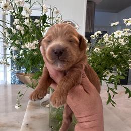 Cookie - Red female Cavapoo puppy in Sacramento County, California from Sac-Town Poodles and Doodles