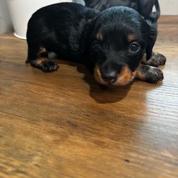 Remi - Black and tan male Dachshund puppy in White Cloud, Michigan from West Michigan Dachshund