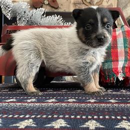 Queen Girl 4 - Blue speckled female Australian Cattle Dog puppy in Monroe, Louisiana from The Sweet Kennels