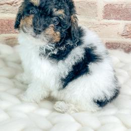 Samson - Parti male Poodle puppy in Flint, Michigan from Anytime Doodles