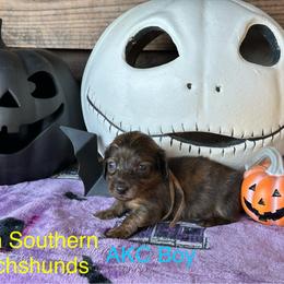 White collar brindle boy - Brindle male Dachshund puppy in Statesville, North Carolina from Kmh Southern Dachshunds