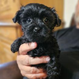 Raven - Liver female Yorkshire Terrier puppy in Dayton, Ohio from Little Yorkie Babies