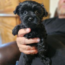 Raven - Liver female Yorkshire Terrier puppy in Dayton, Ohio from Little Yorkie Babies