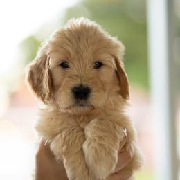 Phoebus (light blue) - Apricot male Goldendoodle puppy in Portsmouth, Virginia from Hopping Howlers Ranch