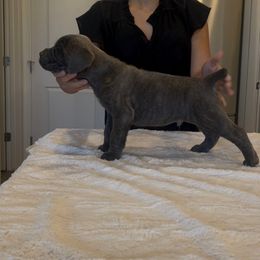Boy 5 - Gray brindle male Cane Corso puppy in Tremonton, Utah from Westland Kennels