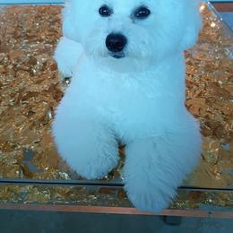 Pink - White female Bichon Frise puppy in Rome, Georgia from Southern Sands Bichons