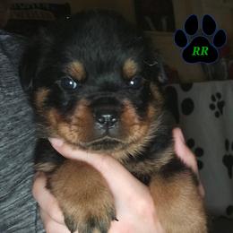 Duke - Black and mahogany male Rottweiler puppy in Tangent, Oregon from Raya's Royals