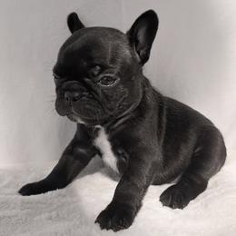 Sissy - Brindle female Bulldog puppy in Salem, Illinois from Itsabulldogthing