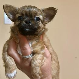 Bunny - Black sabled fawn female Chihuahua puppy in Burleson, Texas from Luxe Paradise House of Chi