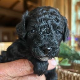 Freedom,  2 weeks old - Black male Cockapoo puppy in Crawford, Colorado from Saddle Mountain Doodles