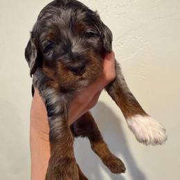 Timber - Merle male Cockapoo puppy in Fortuna, California from Dalton Poodles and Doodles