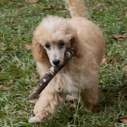 Corbin - Parti male Poodle puppy in Florence County, South Carolina from Modern Family Standards