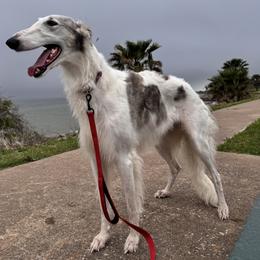 Zlata - Borzoi