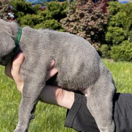 Cane Corso from Clear Creek