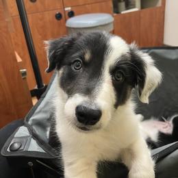 Border Collie Puppies from Spotted Feather Farm