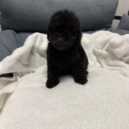 Boy-1 - Silver male Poodle puppy in Sn Bernrdno, California from JennieMiniPets