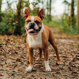 THUMPER - Boston Terrier