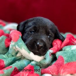 Cayenne - Black Labrador Retriever puppy in Sandpoint, Idaho from Allen Sunnyside AKC Labs