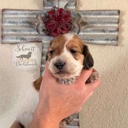 Bliss - Piebald female Dachshund puppy in Ramona, Oklahoma from Schmitt Dachshunds