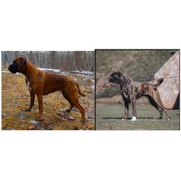 Boxer puppies from Boxers vom Norden