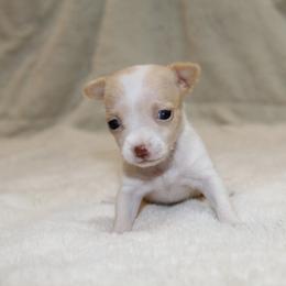 SunFlower - Cream and white female Chihuahua puppy in Willamina, Oregon from Cherished Chihuahuas