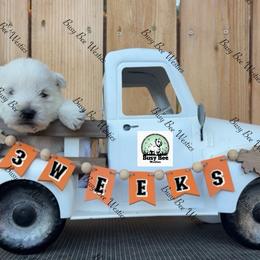 Brown baby - White male West Highland White Terrier puppy in Colorado from Busy Bee Westies