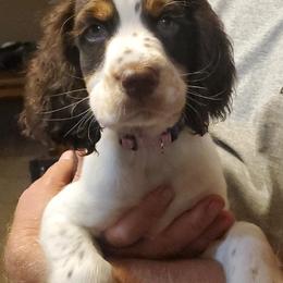 English Springer Spaniel Puppies from Hembree Creek Springers