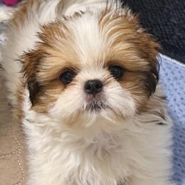 Kyrie - Gold and white male Shih Tzu puppy in Gilbert, Arizona from 🌗 New Moon Shih Tzu 🌗