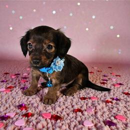 Tommy - Red male Dachshund puppy in Alvin, Texas from Cosson's Dachshunds of Alvin