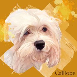 Calliope - Aussiedoodle