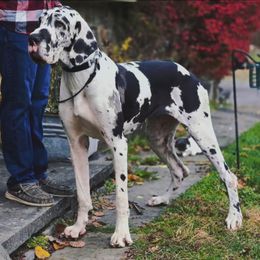 Great Dane puppies from Bluestone Valley Great Danes