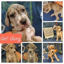 Glory - Great Dane puppy from Not So Dainty Danes