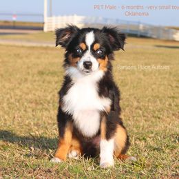 Miniature Australian Shepherd Puppies from Parsons Place Aussies