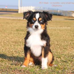 Miniature Australian Shepherd Puppies from Parsons Place Aussies