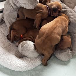 Rhodesian Ridgeback Puppies from Allegro Rhodesian Ridgebacks