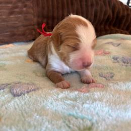 Bonfire - Red  male Goldendoodle puppy in Chino Valley, Arizona from Bass Creek Doodles