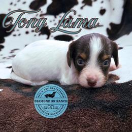 TONY LAMA - Piebald male Dachshund puppy in Columbia, Louisiana from Diamond 5R Ranch AKC & CKC Miniature Dachshunds