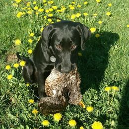 Labrador Retrievers from DeWayne Glazewski