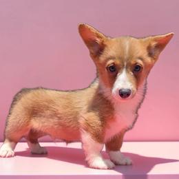 Male 1 - Blue male Pembroke Welsh Corgi puppy in Unicoi, Tennessee from East Tennessee Clark Corgis