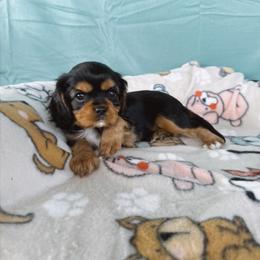 Cavalier King Charles Spaniel Puppies from Veach Cavaliers & Farm