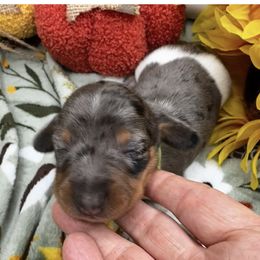 Boy 2 Rambo - Dapple male Dachshund puppy in Oscoda, Michigan from Northland Dachshunds