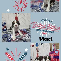 Stevie nicksGirl 4 - Liver white and tan female English Springer Spaniel puppy in Saginaw, Michigan from Kemerer Springers