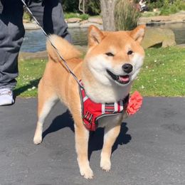 Shiba Inu Puppies from Hillsdale Shiba Inu